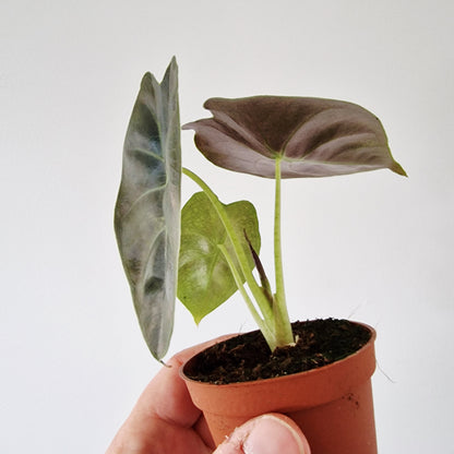 Alocasia Golden Bone Rare Houseplant 6cm pot