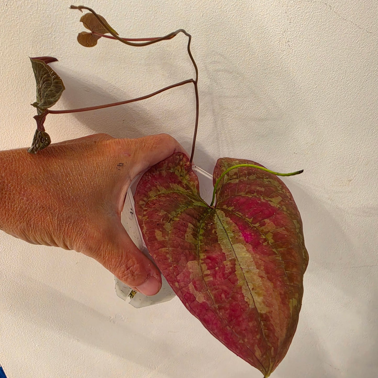 Dioscorea Dioscorea Vining Climbing Plant Exact Plant (3)