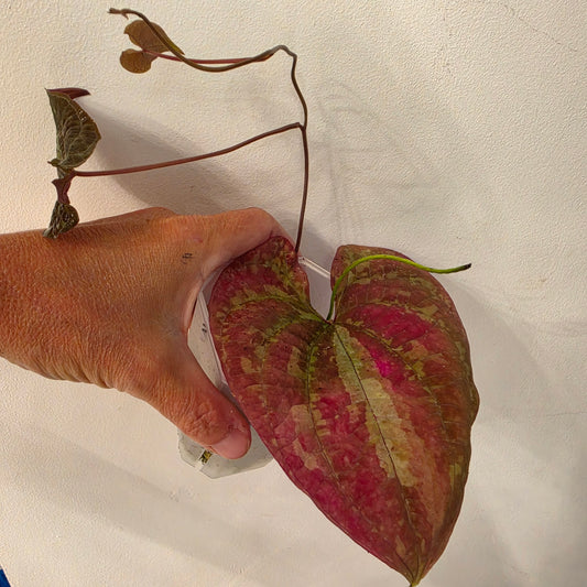 Dioscorea Dioscorea Vining Climbing Plant Exact Plant (3)