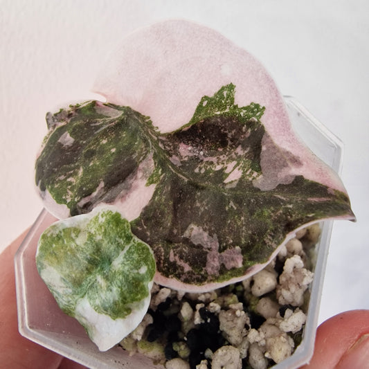 Alocasia Cuprea ‘Nom Yen’ Variegated – Tissue Culture Plant (#3)