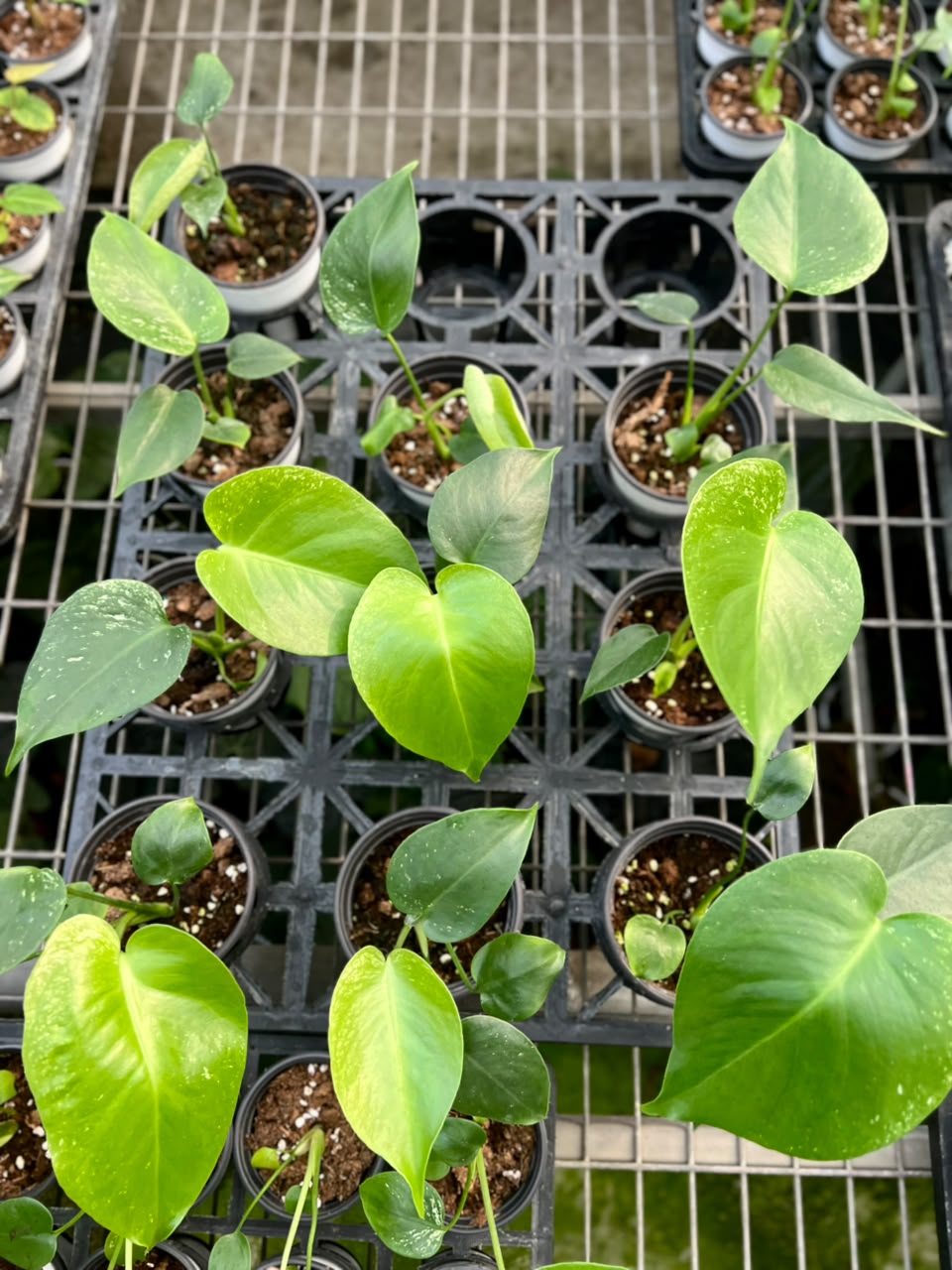Monstera Devil – Fresh UK Arrival (9cm Pot)
