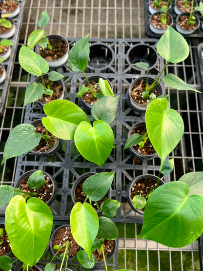Monstera Devil – Fresh UK Arrival (9cm Pot)