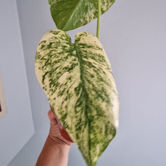 Monstera Thai Constellation Rare Houseplant 10.5cm pot (b)
