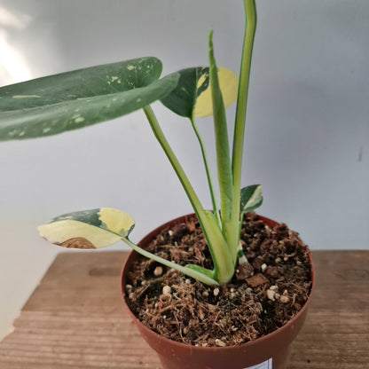 Monstera Deliciosa Aurea – 12cm Pot (#4)