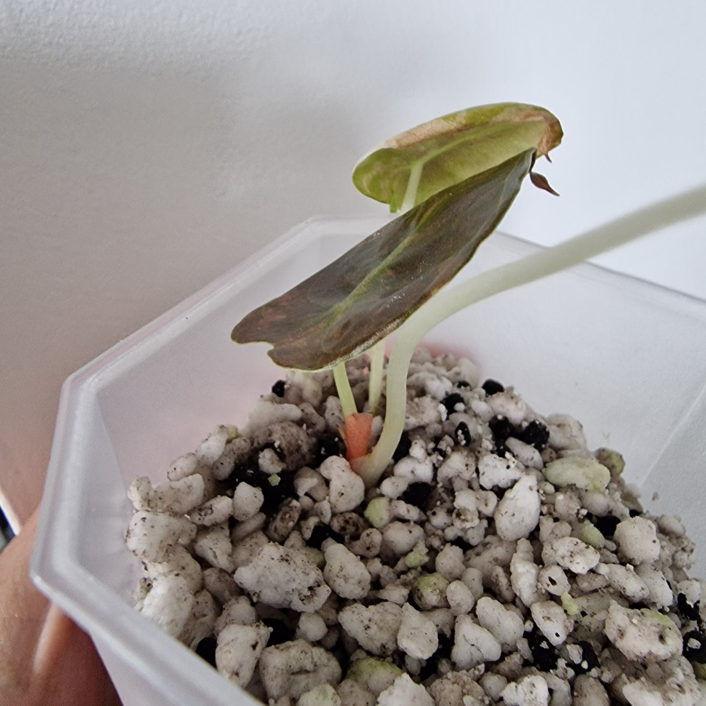 Alocasia Sedenii Variegated – Exact Plant (#4)