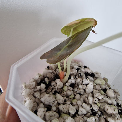 Alocasia Sedenii Variegated – Exact Plant (#4)