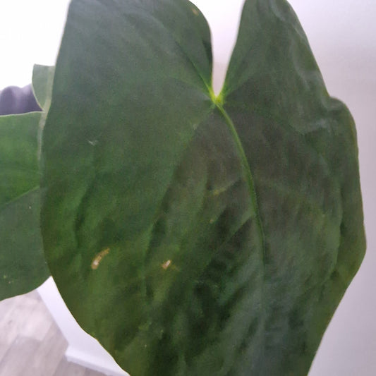 Anthurium NoID Ecuagenera Import (n) worth £40 – Rehab Plant