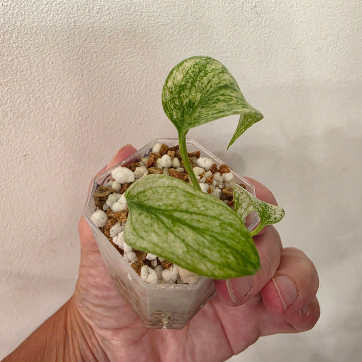 Monstera White Monster Variegated – Exact Plant #6