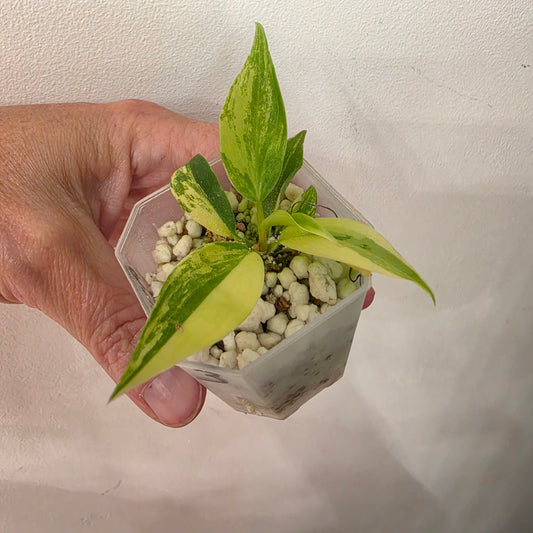 Philodendron Florida Beauty x Bob Cee Variegated – Exact Plant #3