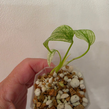 Monstera White Monster Variegated – Exact Plant #5