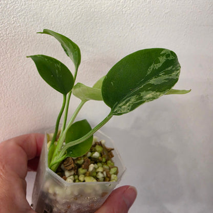 Monstera Bulbasaur – Fully Acclimatised | Exact Plant #4