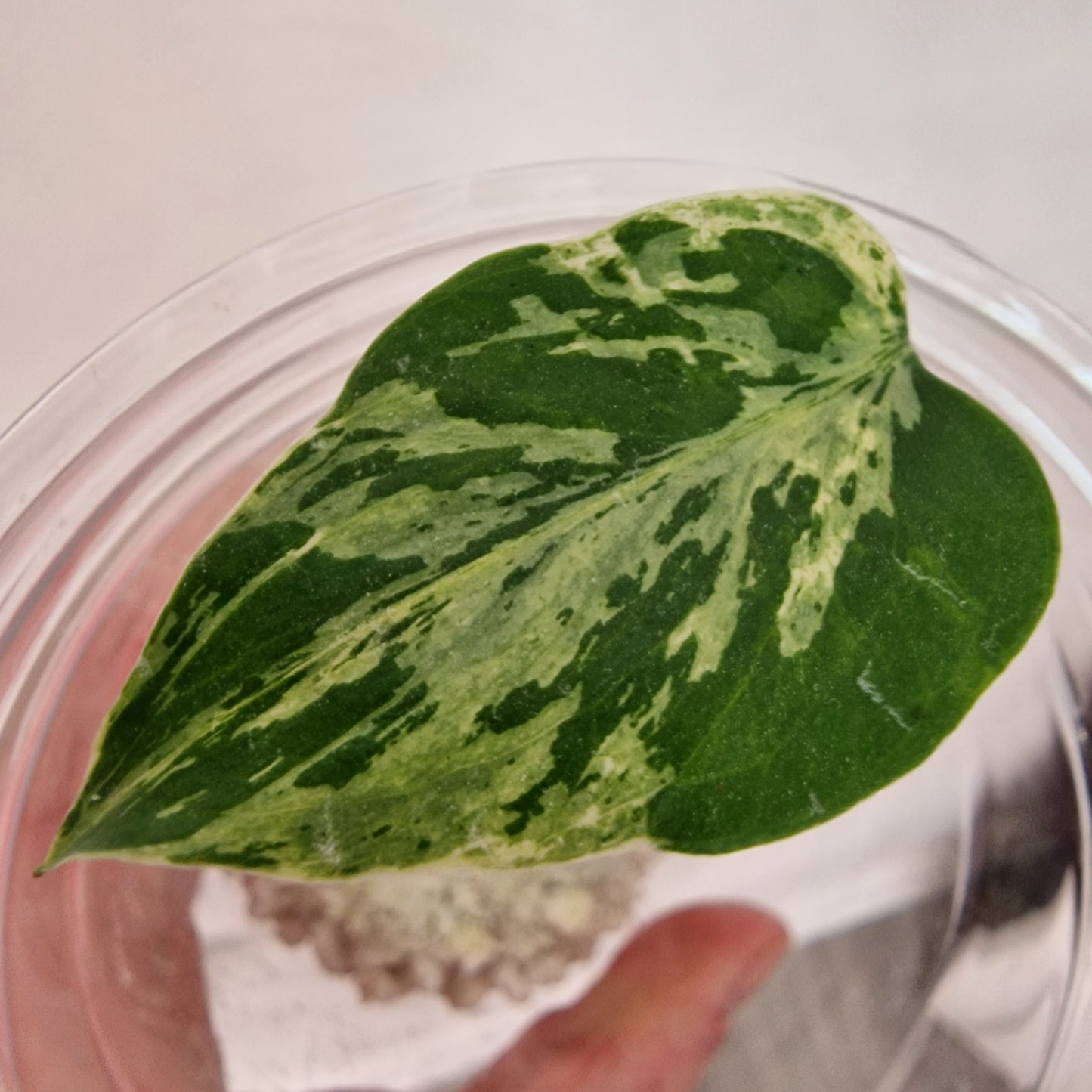 Raffle no 2  - Monstera Bulbasaur – See Description!