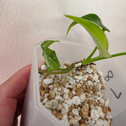 Monstera Devil Monster – Lightly Variegated / Speckled – Exact Plant (L8)