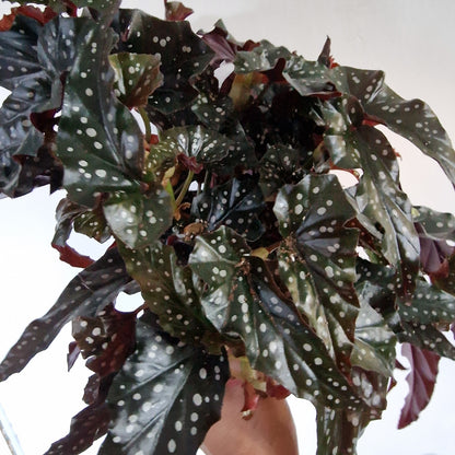 Begonia Black Forest Rare Houseplant 14cm pot