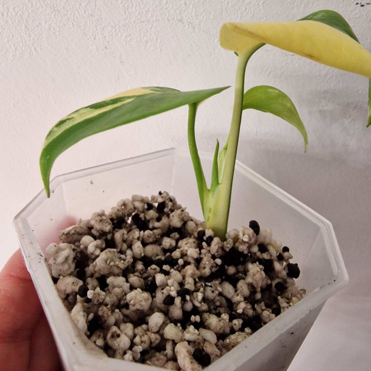 Monstera Lemon Lime ‘Pom Pom’ - Young Exact TC Plant