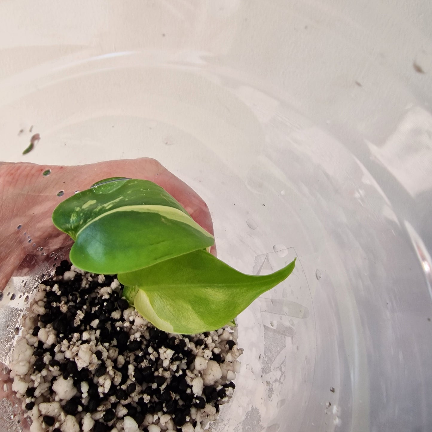 Monstera Lemon Lime ‘Pom Pom’ - Young Exact TC Plant (#4) See Description