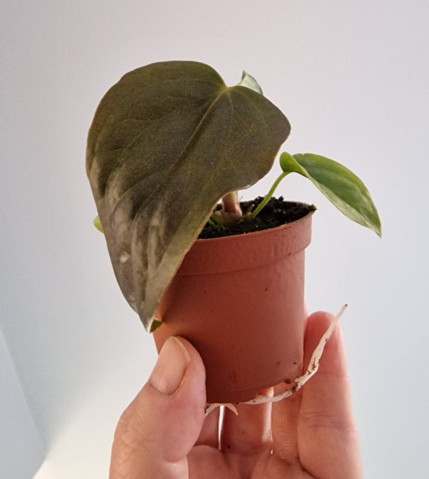Anthurium Queen of Hearts – 6cm Pot