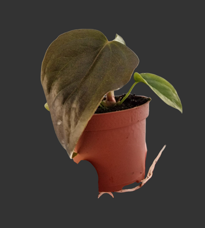 Anthurium Queen of Hearts – 6cm Pot