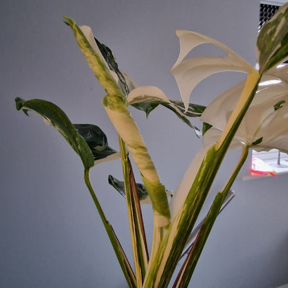 Monstera Deliciosa Albo Super White Rare Houseplant 15cm pot