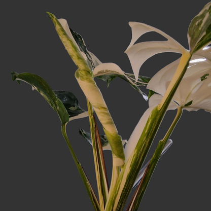 Monstera Deliciosa Albo Super White Rare Houseplant 15cm pot