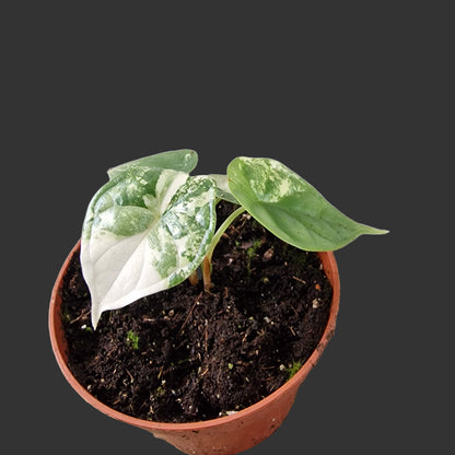 Alocasia Dragon Scale Variegata Rare Houseplant 10.5cm pot (2)