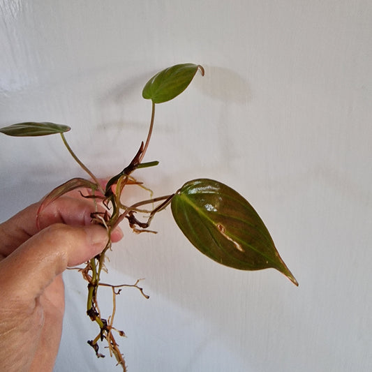 Philodendron Mican was Pink Variegated Top Cutting rooting in Water