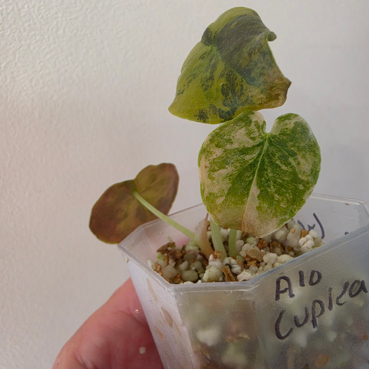 Alocasia Cuprea ‘Latte Gold’ – Acclimatised Tissue Culture | Exact Plant #5
