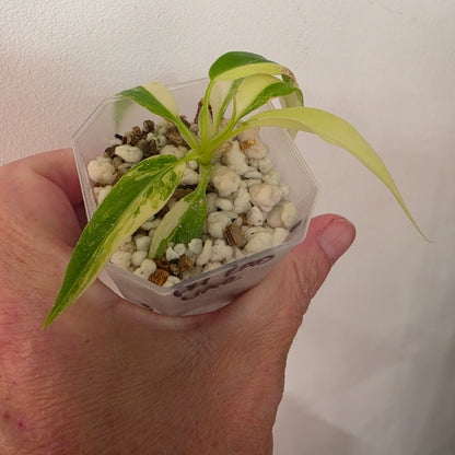 Philodendron Radiatum Variegatum – Exact Plant #1