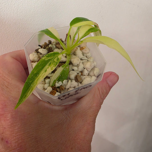 Philodendron Radiatum Variegatum – Exact Plant #1
