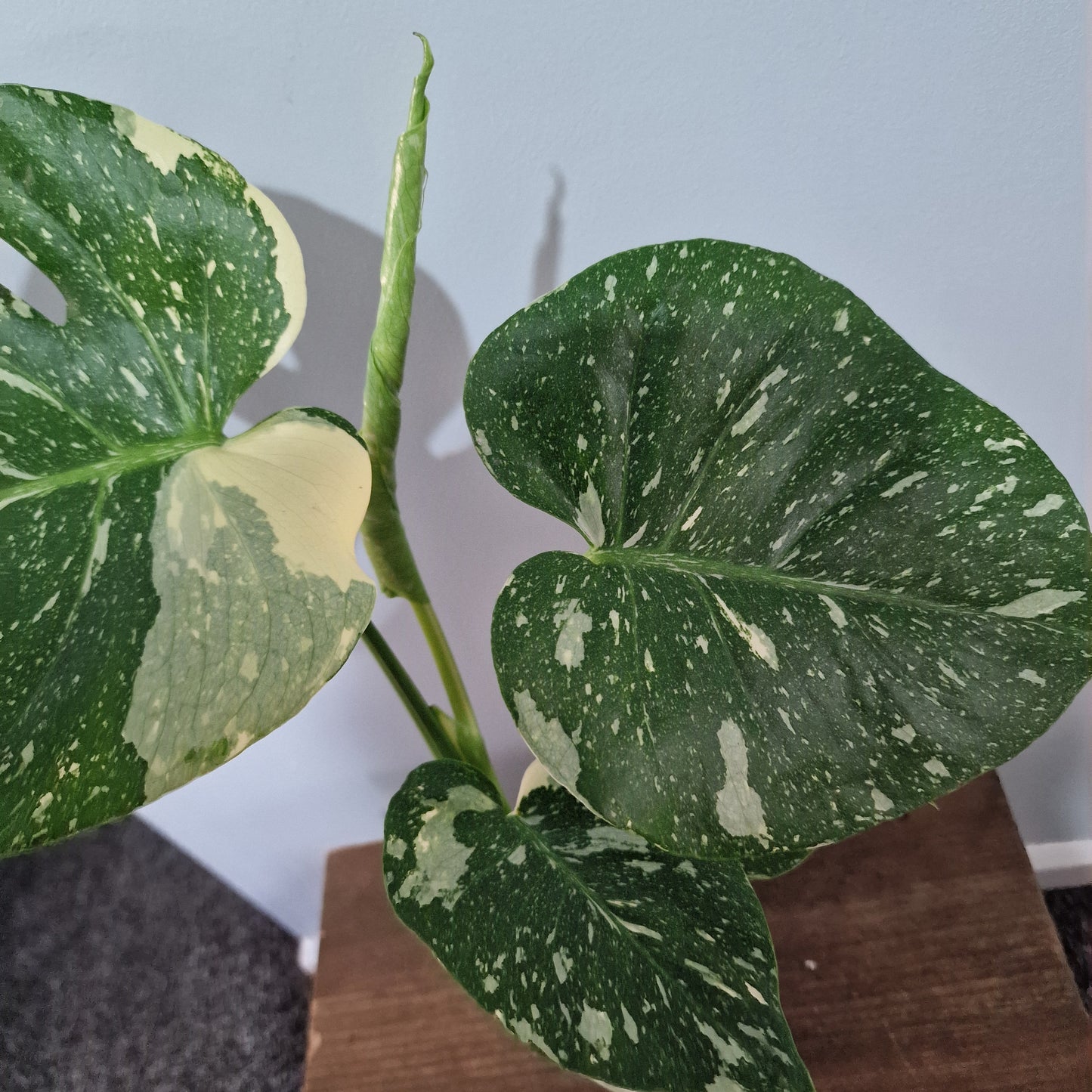 Monstera Thai Constellation Houseplant 12cm pot (1)
