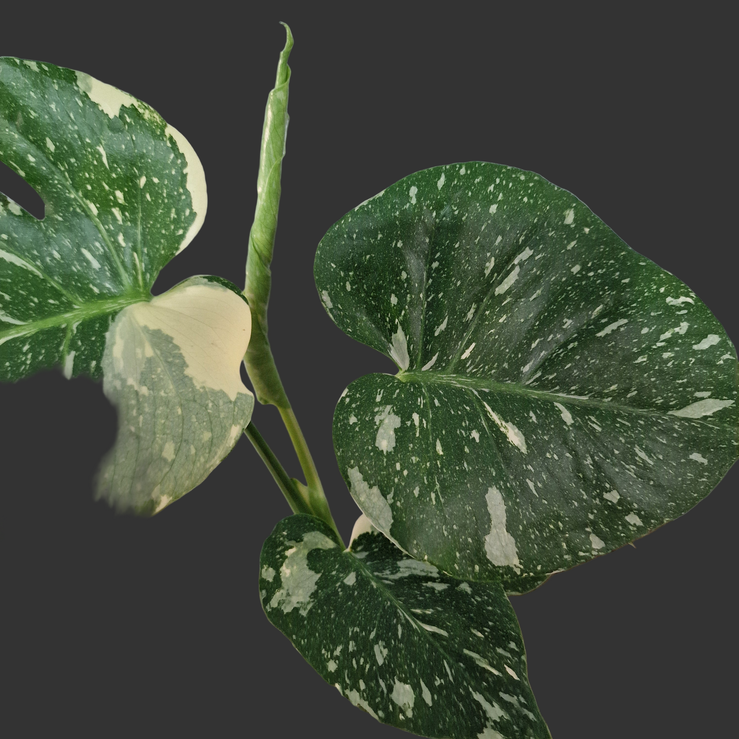 Monstera Thai Constellation Houseplant 12cm pot (1)