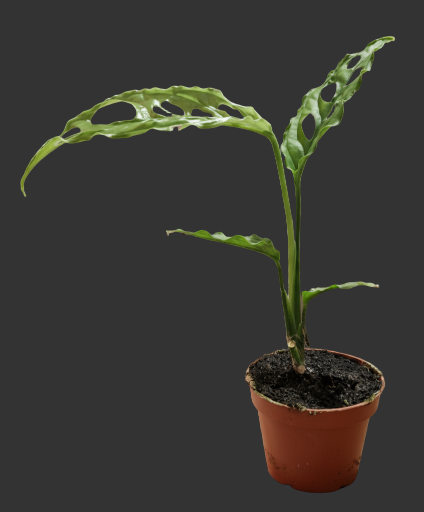 Monstera Obliqua Peru Houseplant 6cm pot