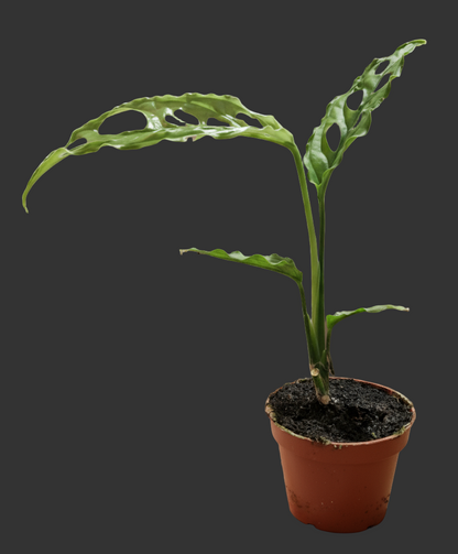 Monstera Obliqua Peru Houseplant 6cm pot