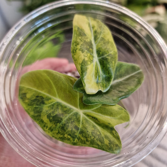 Alocasia Suhirmaniana Aurea Variegation – Exact Plant (1)