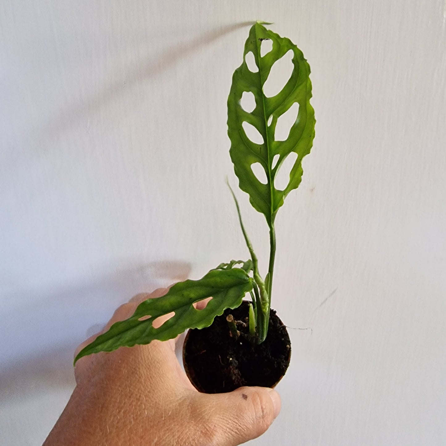 Monstera Obliqua Peru Rare Houseplant 6cm pot