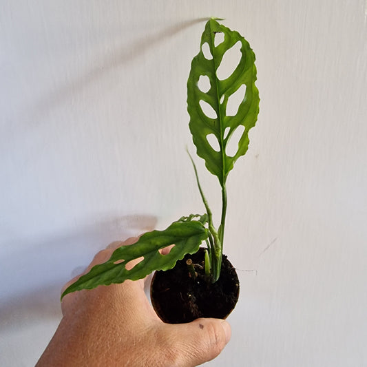 Monstera Obliqua Peru Rare Houseplant 6cm pot