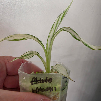 Musa ‘Hawaii’ Variegated – Established | Exact Plant #3