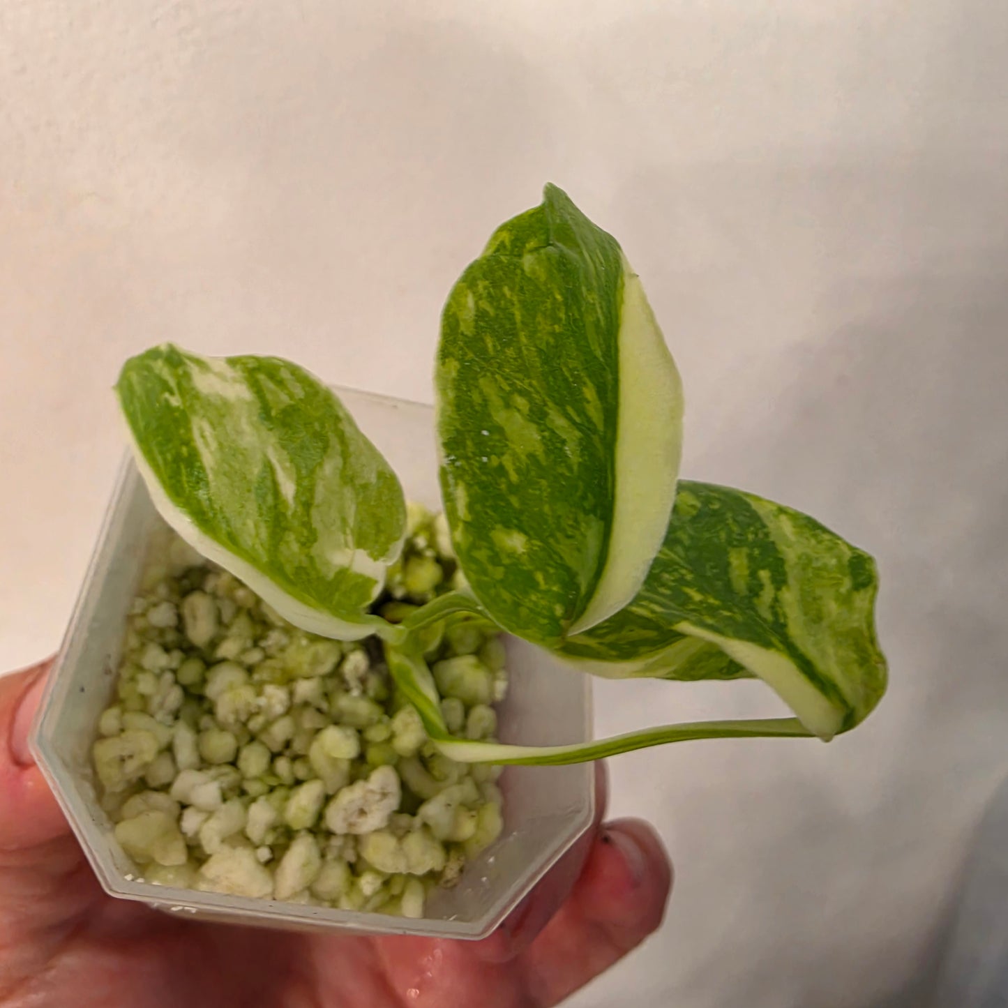 Monstera Electrolight – Exact Plant No. 4  - See Description