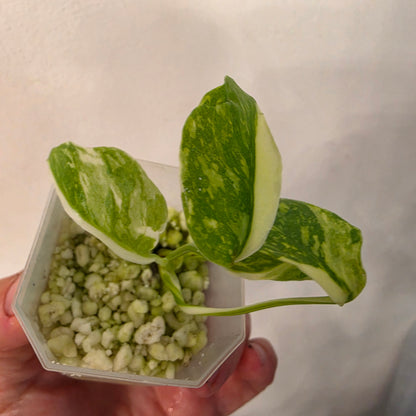 Monstera Electrolight – Exact Plant No. 4  - See Description