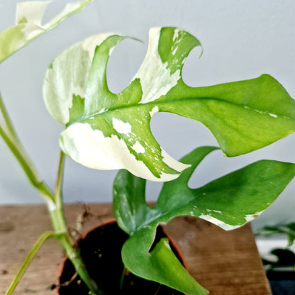 Rhaphidophora Tetrasperma Houseplant 10.5cm pot (3)