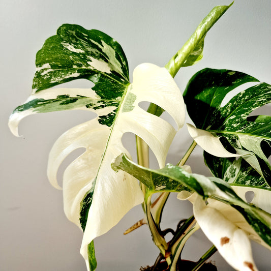 Monstera Albo Super White Houseplant 15cm pot (1)