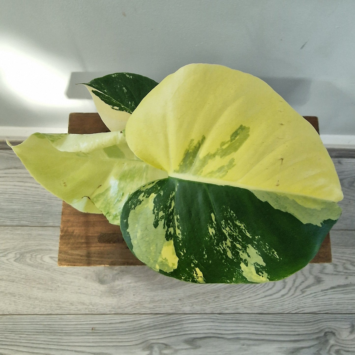 Monstera Deliciosa Aurea – 12cm Pot (#5)