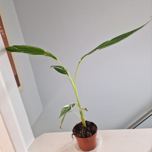Musa Florida Rare Houseplant approx 40cm tall 10.5cm pot (8)
