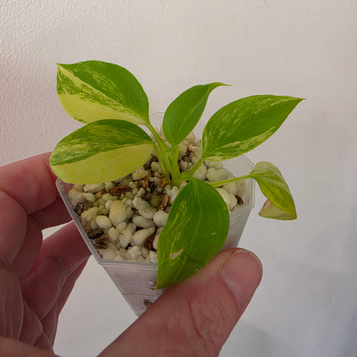 Philodenron Warszewiczii Aurea Variegata