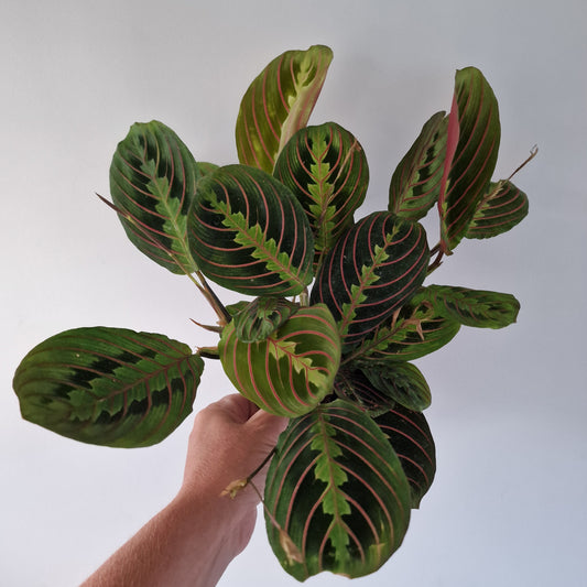 Maranta Leuconeura Tricolor Rare Houseplant 12cm pot