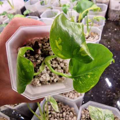 Monstera Electrolight Variegated – Exact Plant (#7)