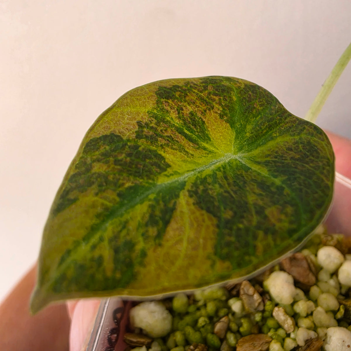 Alocasia Black Velvet Gold Variegated – Established | Exact Plant #2