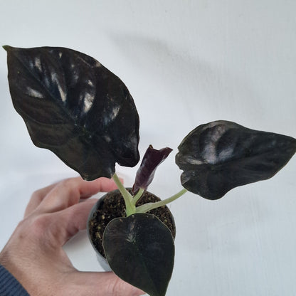 Alocasia Infernalis ‘Black Magic’ – 6cm Pot