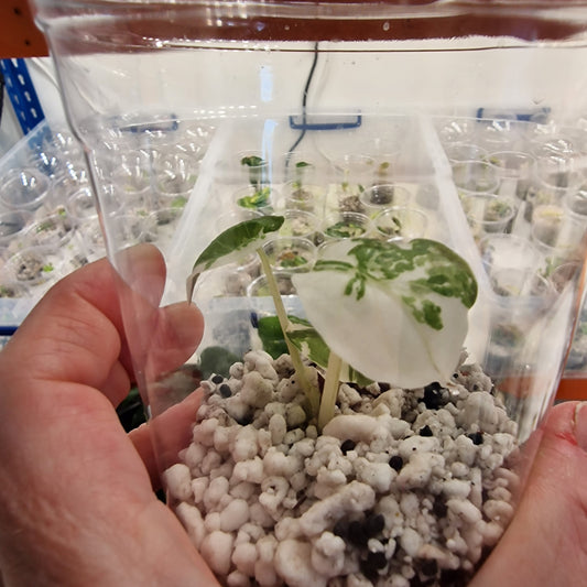 Alocasia Pink Wentii Variegated – Exact Plant (a)