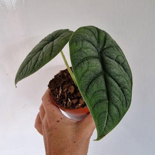 Alocasia Melo Rare Houseplant 9cm pot